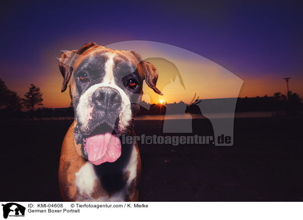 Deutscher Boxer Portrait / German Boxer Portrait / KMI-04608
