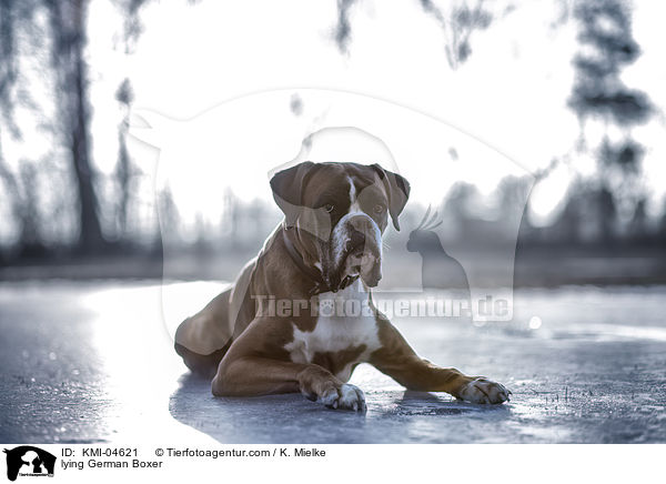 liegender Deutscher Boxer / lying German Boxer / KMI-04621