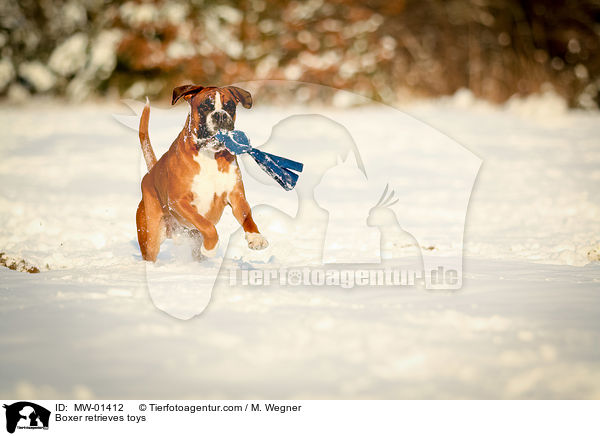 Boxer apportiert Spielzeug / Boxer retrieves toys / MW-01412