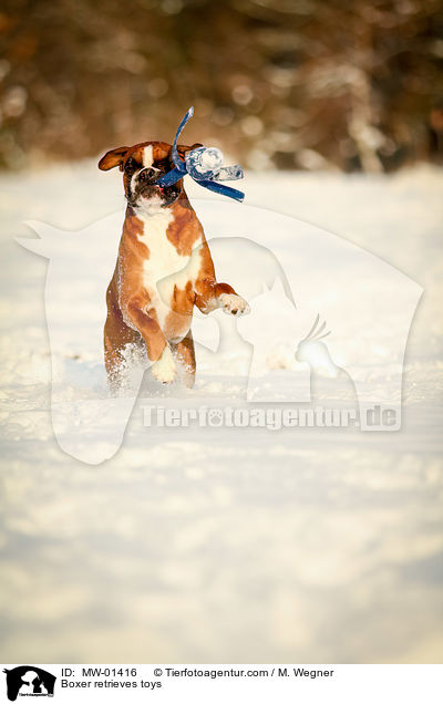 Boxer apportiert Spielzeug / Boxer retrieves toys / MW-01416