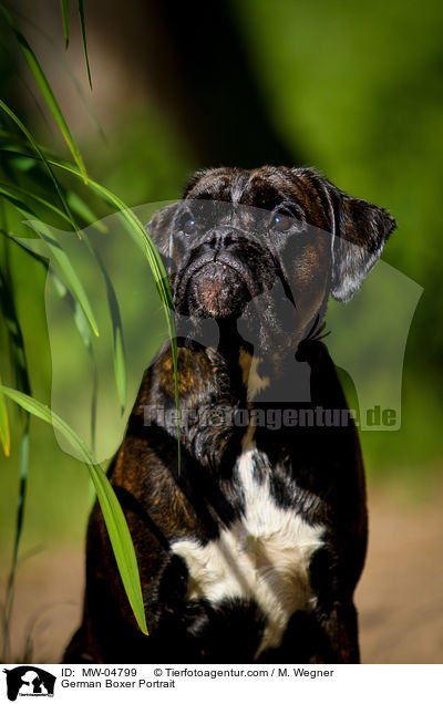 Deutscher Boxer Portrait / German Boxer Portrait / MW-04799