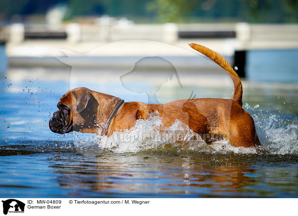 Deutscher Boxer / German Boxer / MW-04809