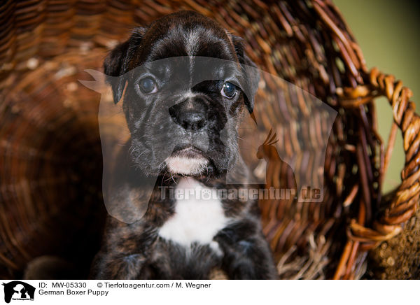 Deutscher Boxer Welpe / German Boxer Puppy / MW-05330