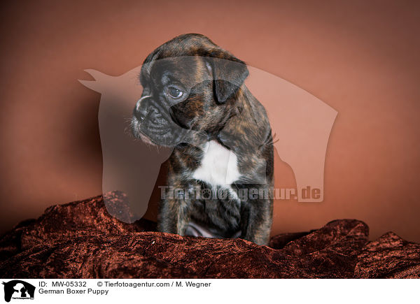 Deutscher Boxer Welpe / German Boxer Puppy / MW-05332