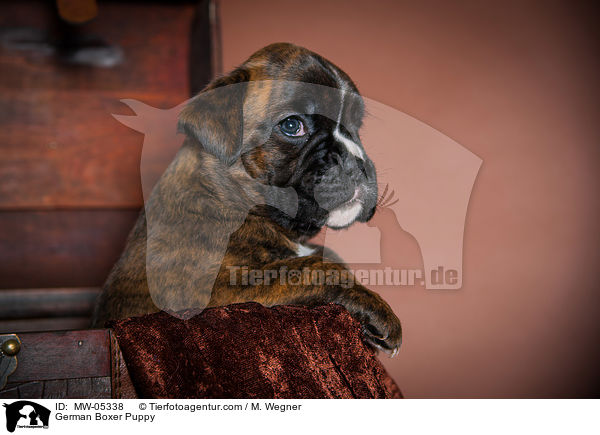 Deutscher Boxer Welpe / German Boxer Puppy / MW-05338