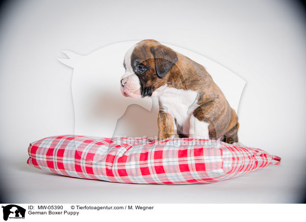 Deutscher Boxer Welpe / German Boxer Puppy / MW-05390