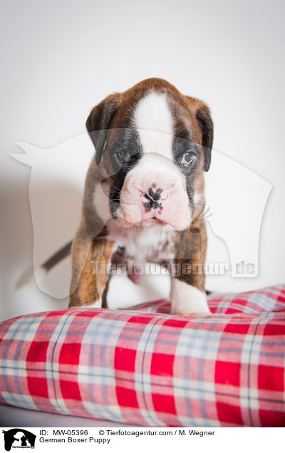 Deutscher Boxer Welpe / German Boxer Puppy / MW-05396