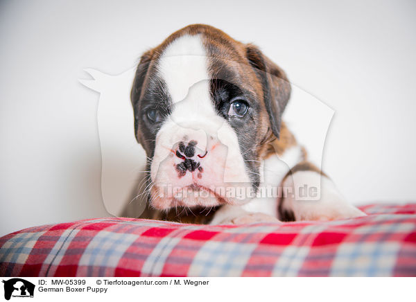 Deutscher Boxer Welpe / German Boxer Puppy / MW-05399