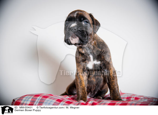 Deutscher Boxer Welpe / German Boxer Puppy / MW-05401