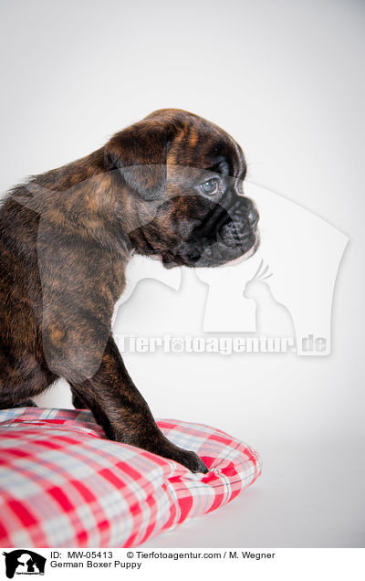 Deutscher Boxer Welpe / German Boxer Puppy / MW-05413