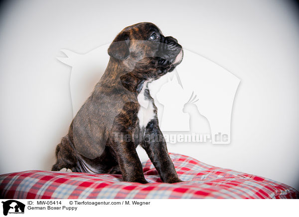 Deutscher Boxer Welpe / German Boxer Puppy / MW-05414