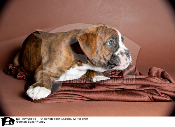 Deutscher Boxer Welpe / German Boxer Puppy / MW-05515