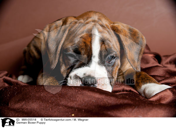 Deutscher Boxer Welpe / German Boxer Puppy / MW-05518