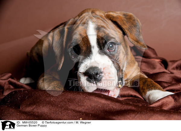 Deutscher Boxer Welpe / German Boxer Puppy / MW-05520