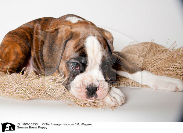 Deutscher Boxer Welpe / German Boxer Puppy / MW-05533