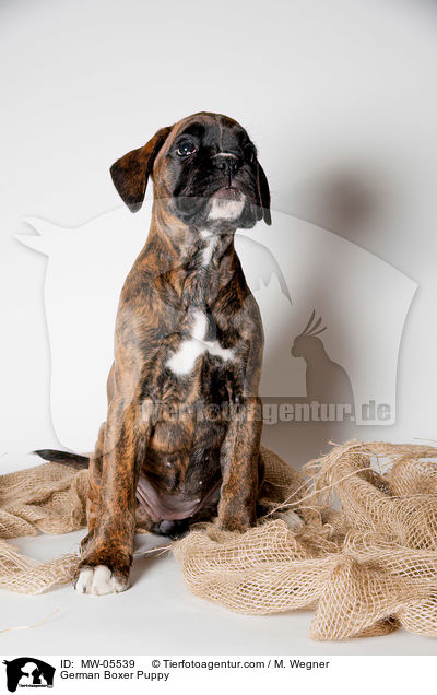 Deutscher Boxer Welpe / German Boxer Puppy / MW-05539