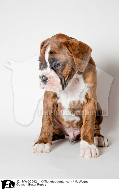 Deutscher Boxer Welpe / German Boxer Puppy / MW-05542