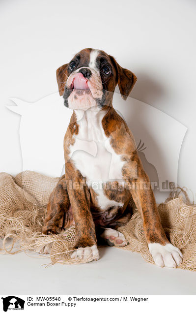 Deutscher Boxer Welpe / German Boxer Puppy / MW-05548