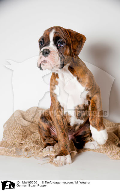 Deutscher Boxer Welpe / German Boxer Puppy / MW-05550