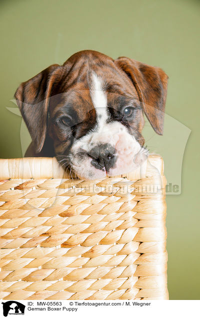 Deutscher Boxer Welpe / German Boxer Puppy / MW-05563