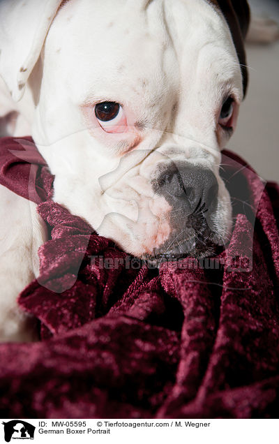 Deutscher Boxer Portrait / German Boxer Portrait / MW-05595