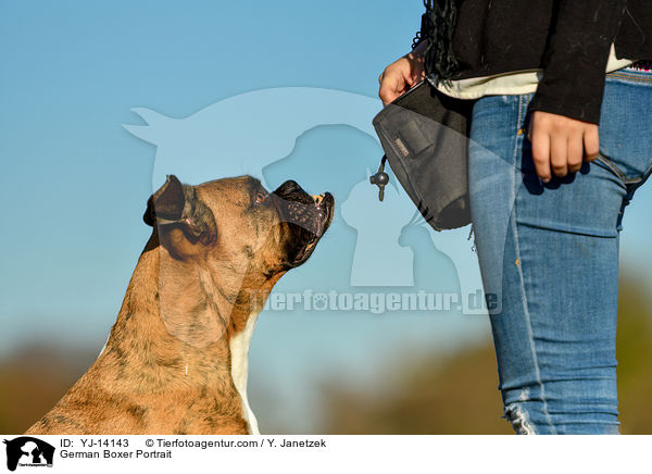 Deutscher Boxer Portrait / German Boxer Portrait / YJ-14143