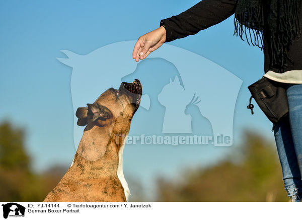 Deutscher Boxer Portrait / German Boxer Portrait / YJ-14144