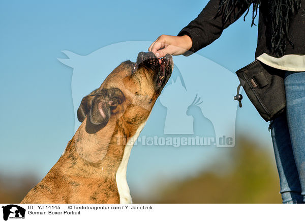 Deutscher Boxer Portrait / German Boxer Portrait / YJ-14145