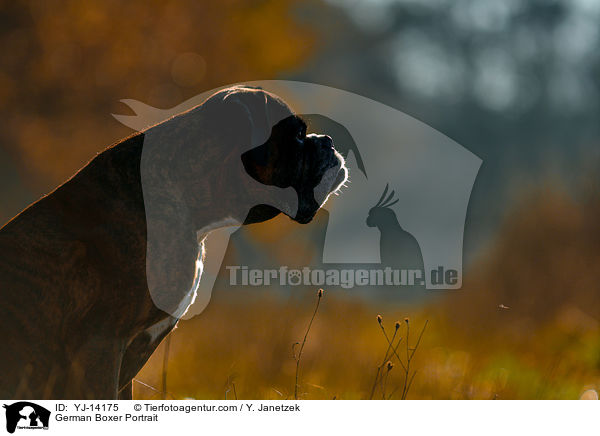 Deutscher Boxer Portrait / German Boxer Portrait / YJ-14175