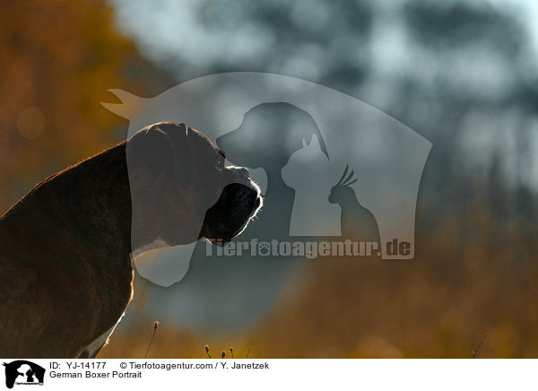 Deutscher Boxer Portrait / German Boxer Portrait / YJ-14177