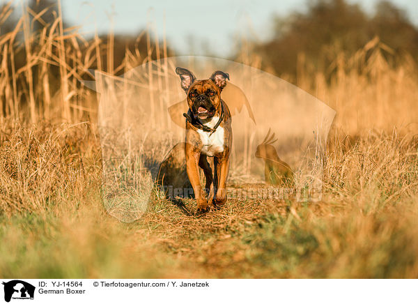 Deutscher Boxer / German Boxer / YJ-14564