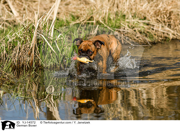 Deutscher Boxer / German Boxer / YJ-14572