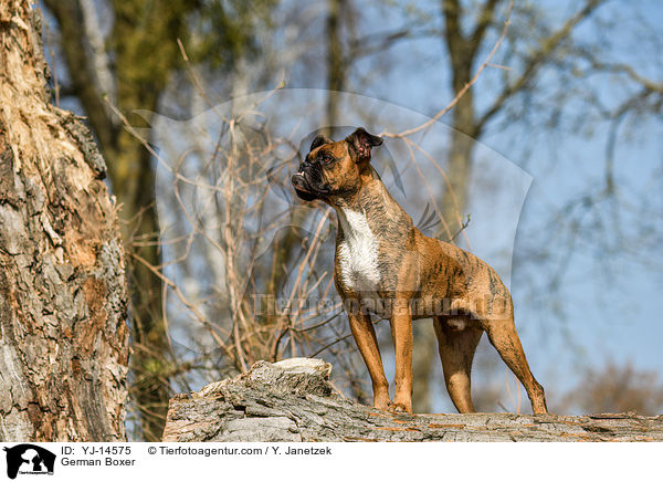 Deutscher Boxer / German Boxer / YJ-14575