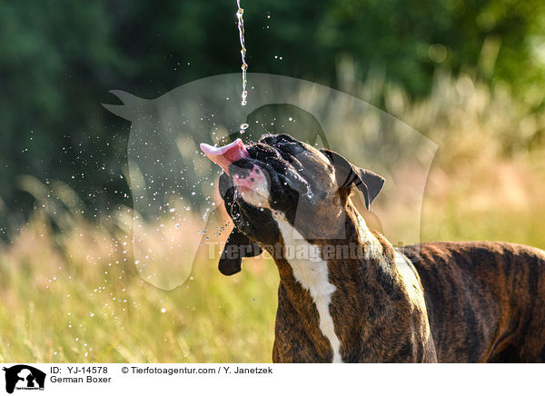 Deutscher Boxer / German Boxer / YJ-14578