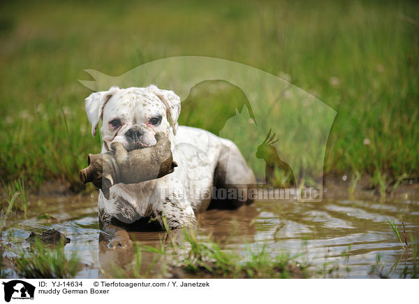 schlammiger Deutscher Boxer / muddy German Boxer / YJ-14634