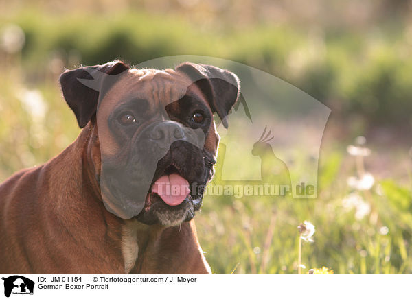 Deutscher Boxer Portrait / German Boxer Portrait / JM-01154