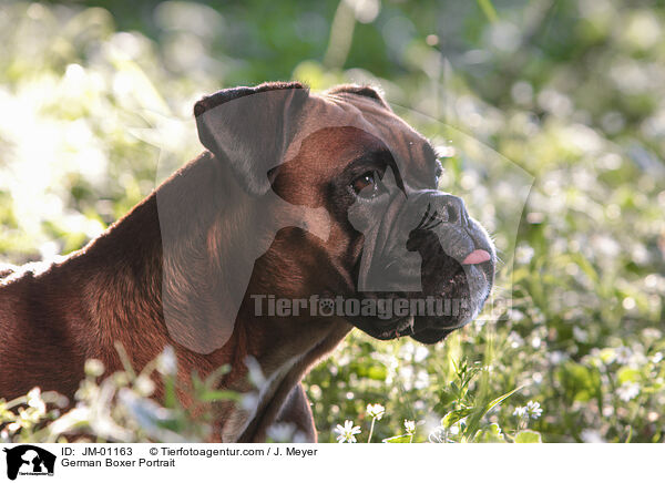 Deutscher Boxer Portrait / German Boxer Portrait / JM-01163