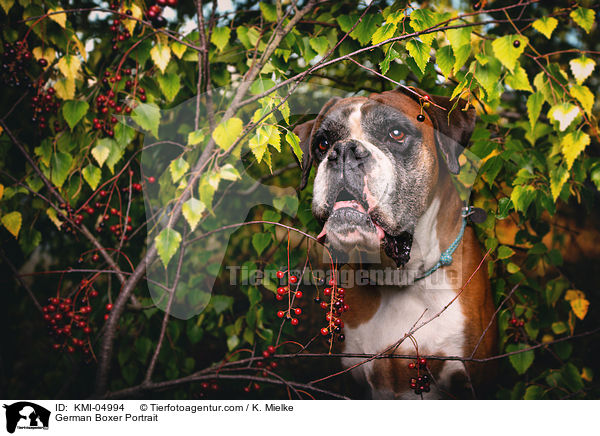 Deutscher Boxer Portrait / German Boxer Portrait / KMI-04994