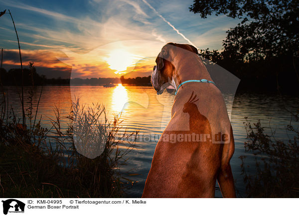 Deutscher Boxer Portrait / German Boxer Portrait / KMI-04995