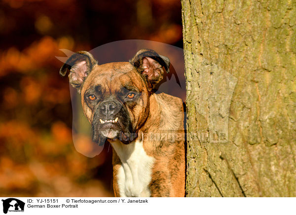 Deutscher Boxer Portrait / German Boxer Portrait / YJ-15151