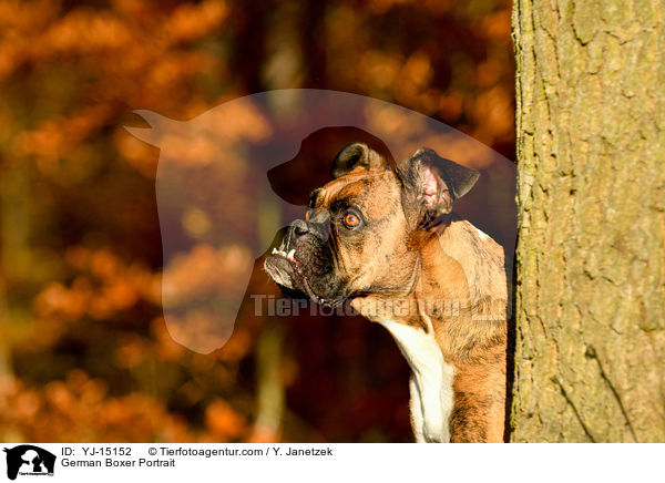 Deutscher Boxer Portrait / German Boxer Portrait / YJ-15152