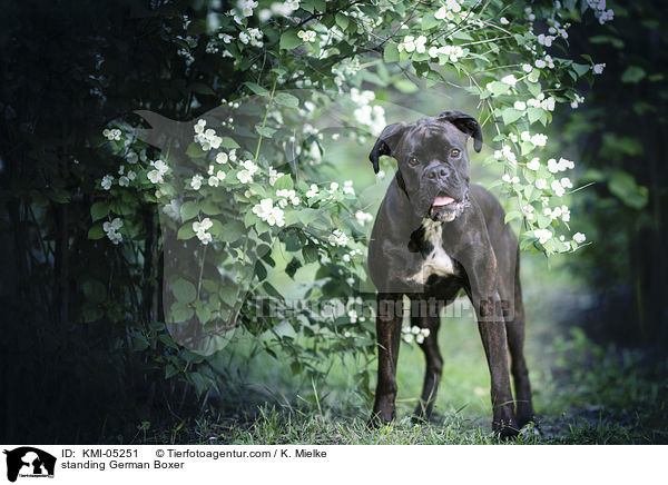 stehender Deutscher Boxer / standing German Boxer / KMI-05251