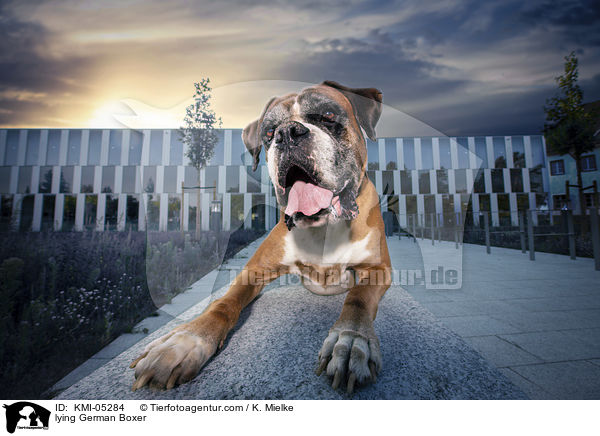 liegender Deutscher Boxer / lying German Boxer / KMI-05284