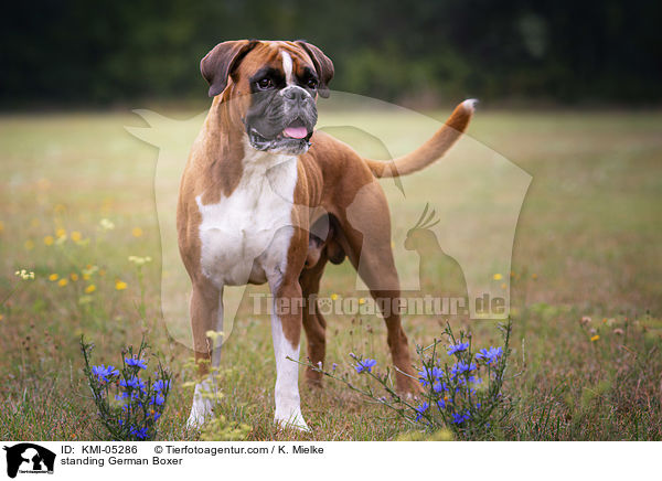 stehender Deutscher Boxer / standing German Boxer / KMI-05286