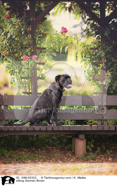 sitzender Deutscher Boxer / sitting German Boxer / KMI-05323