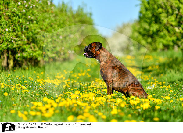 sitzender Deutscher Boxer / sitting German Boxer / YJ-15469