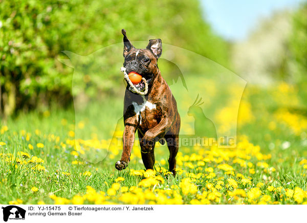 rennender Deutscher Boxer / running German Boxer / YJ-15475