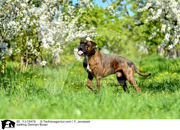 laufender Deutscher Boxer / walking German Boxer / YJ-15479