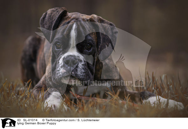 liegender Deutscher Boxer Welpe / lying German Boxer Puppy / SL-01014