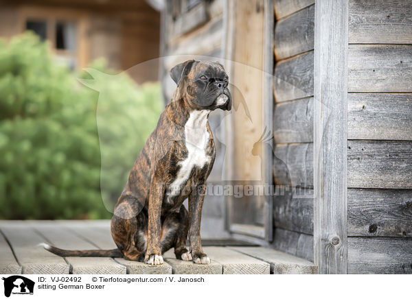 sitzender Deutscher Boxer / sitting German Boxer / VJ-02492